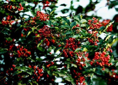 如何批量定制牛油底料，這樣選贏得市場認可！